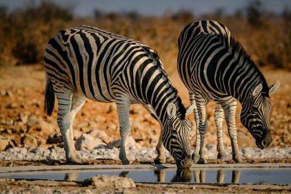 Wildebeest Migration Crossing